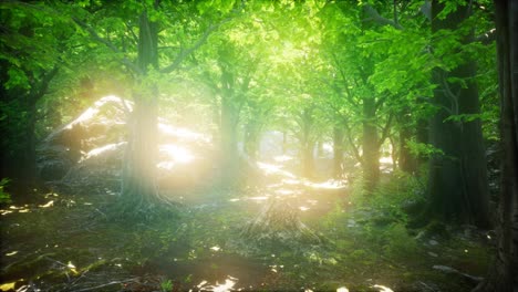 Wald-Aus-Buchen,-Beleuchtet-Von-Sonnenstrahlen